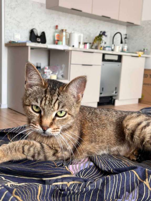 Кошки в других городах Ленинградской области: Маруся- в добрые руки Девочка, Бесплатно - фото 1