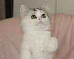 Кошки в Новосибирске: Пушистое чудо  Девочка, 30 000 руб. - фото 2