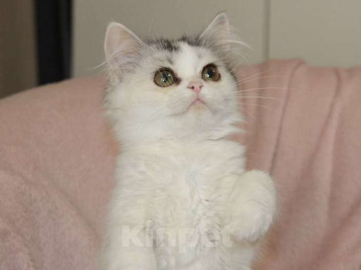 Кошки в Новосибирске: Пушистое чудо  Девочка, 30 000 руб. - фото 2