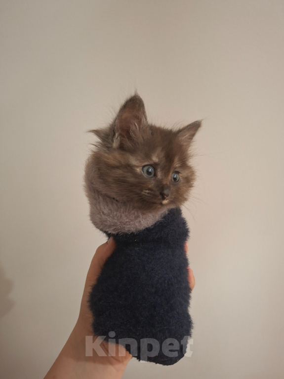 Кошки в Москве: Котенок-девочка 1,5 месяца Девочка, Бесплатно - фото 2