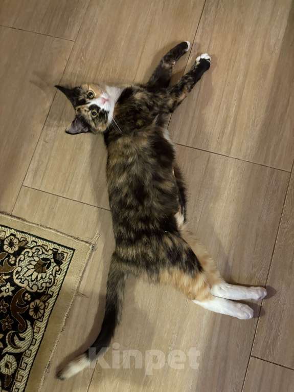 Кошки в Москве: Котенок Яшма Девочка, Бесплатно - фото 4