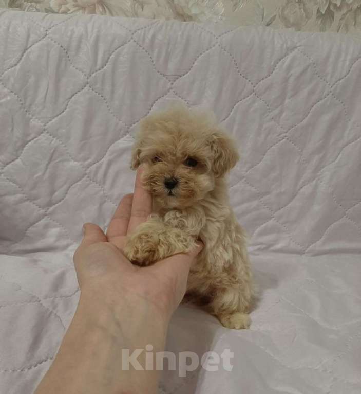 Собаки в Москве: Мальтипу f1 микро Девочка, 55 000 руб. - фото 2