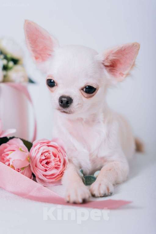 Собаки в Тольятти: Девочка чихуахуа подрощенная длинношерстная кремовая Девочка, 60 000 руб. - фото 5