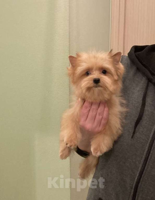 Собаки в Москве: Рыжий йорк с голубыми глазами девочка мини Девочка, 95 000 руб. - фото 10