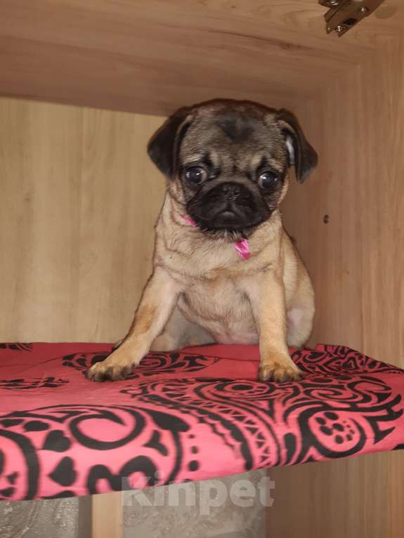 Собаки в Новосибирске: Девчушка мопса 6 месяцев Девочка, 35 000 руб. - фото 2