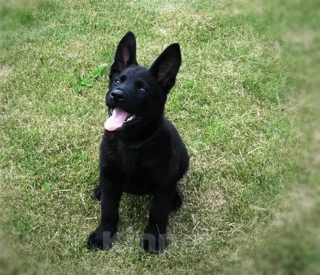 Собаки в Новосибирске: Подрощенная чёрная овчарка Девочка, 25 000 руб. - фото 3