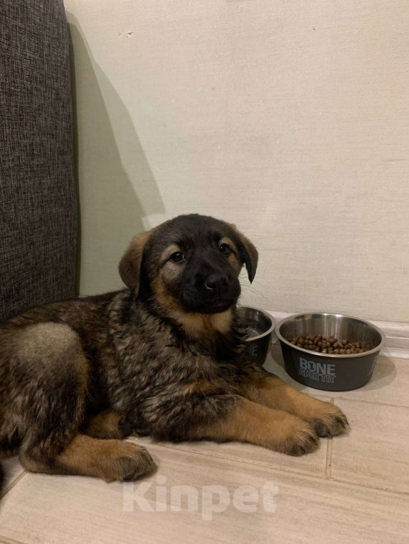 Собаки в Москве: Щенок девочка 2 мес ищет семью Девочка, Бесплатно - фото 6