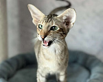 Кошки в Рязани: Ориентальный котенок Девочка, Бесплатно - фото 1
