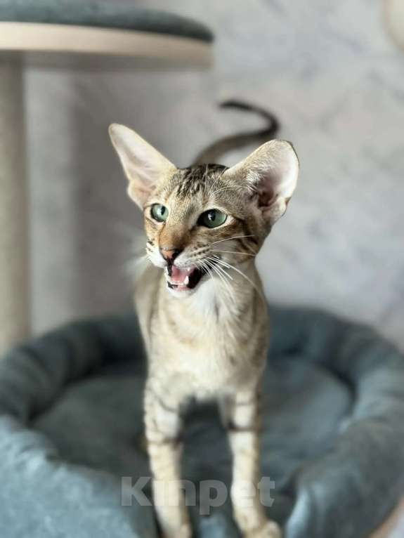 Кошки в Рязани: Ориентальный котенок Девочка, Бесплатно - фото 1