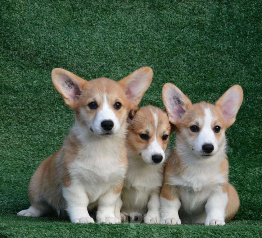 Собаки в Ногинске: Вельш корги пемброк  Девочка, 50 000 руб. - фото 2