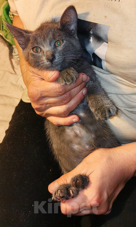 Кошки в Уфе: Котенок - мальчик в добрые руки Мальчик, Бесплатно - фото 5