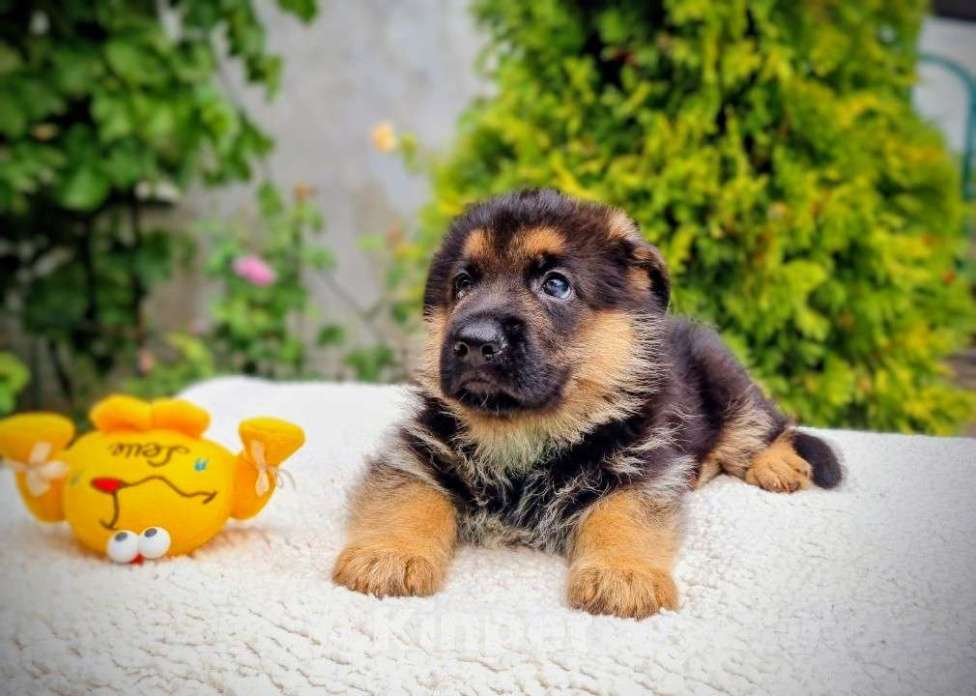 Собаки в Санкт-Петербурге: Щенок немецкой овчарки  Девочка, 65 000 руб. - фото 3