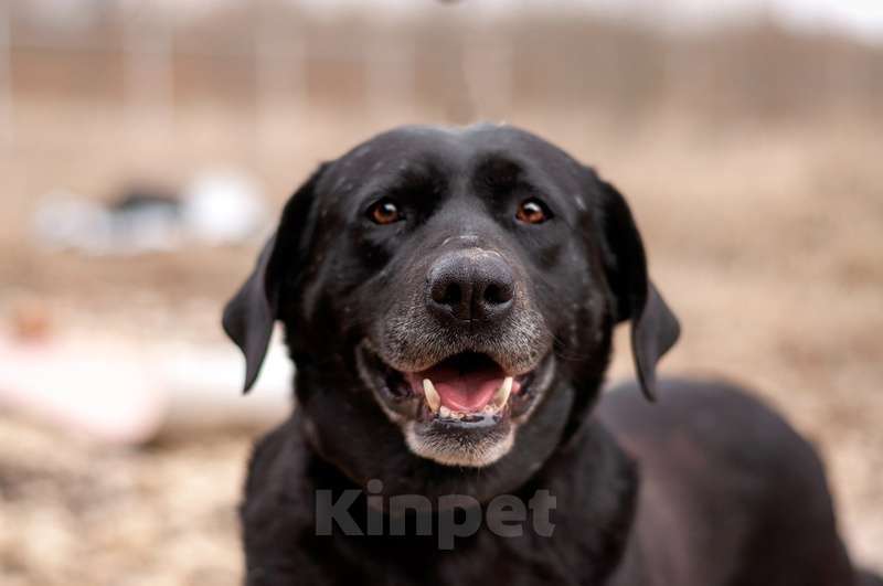 Собаки в Москве: Черный лабрадор Лорейн в добрые руки Девочка, Бесплатно - фото 3