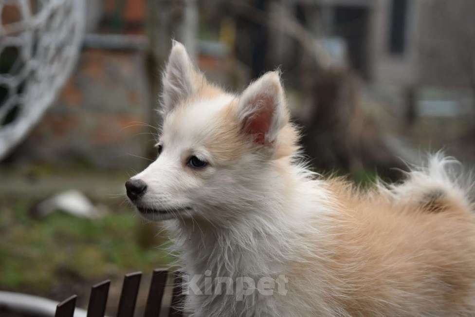 Собаки в Москве: Ненецкая оленегонная лайка, кобель Жиган. Мальчик, 60 000 руб. - фото 1