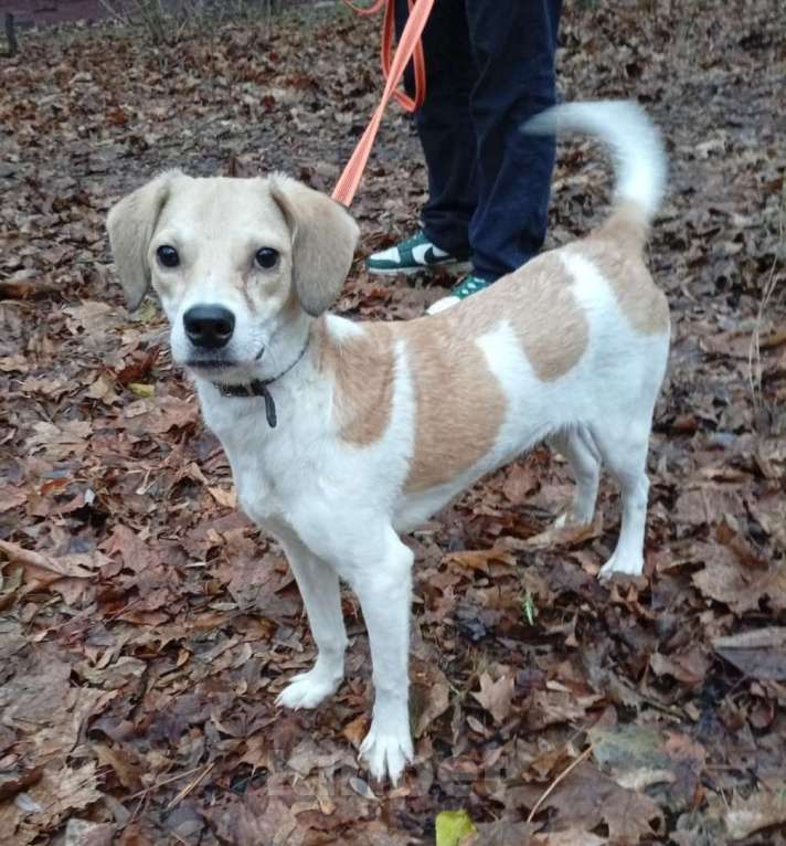 Собаки в Москве: Красивая собачка Синди Девочка, Бесплатно - фото 1