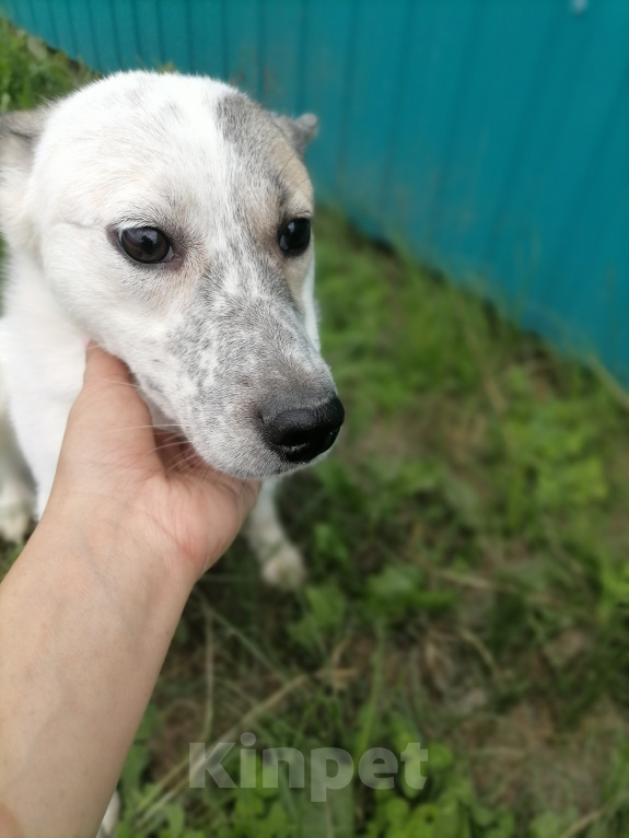 Собаки в Нефтеюганске: Срочно ищет дом Девочка, Бесплатно - фото 1