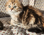 Кошки в Москве: Шотландские  котята Мальчик, 25 000 руб. - фото 2