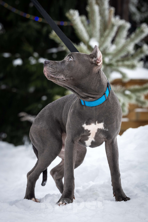 Собаки в Санкт-Петербурге: Голубой щенок прайтер Мальчик, 100 000 руб. - фото 2