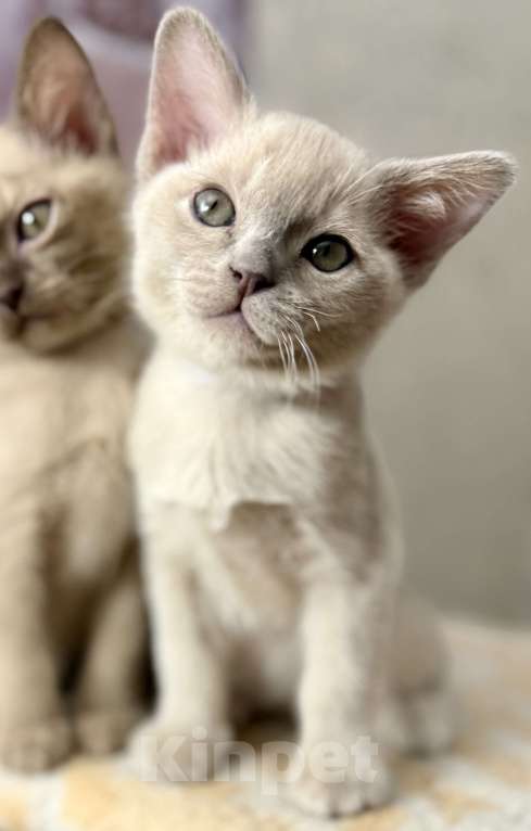 Кошки в Москве: Бурманские котята Мальчик, 70 000 руб. - фото 4