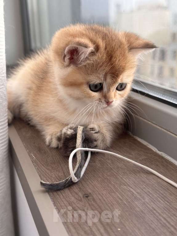 Кошки в других городах Московской области: Британская золотая шиншилла котята ny 12, ny 11, ny 25 Девочка, 35 000 руб. - фото 1