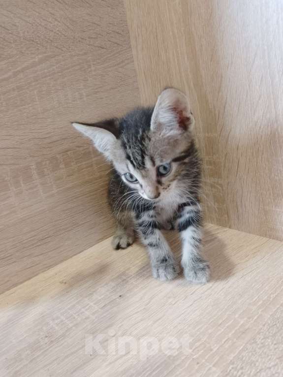 Кошки в Ростове-на-Дону: Полосатые ласковые мальчишки Мальчик, 1 руб. - фото 5