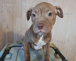 Собаки в Санкт-Петербурге: Американский питбультерьер, щенок Девочка, Бесплатно - фото 2