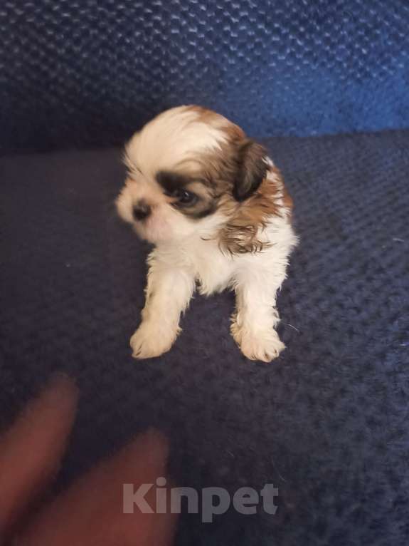 Собаки в Чехове-2: Ши-тцу Мальчик, 25 000 руб. - фото 3