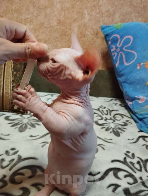 Кошки в Тутаеве: Мальчик бамбино Мальчик, 20 000 руб. - фото 4