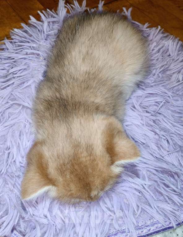 Кошки в Санкт-Петербурге: Продаются чистокровные котята британской шиншиллы Мальчик, 40 000 руб. - фото 3