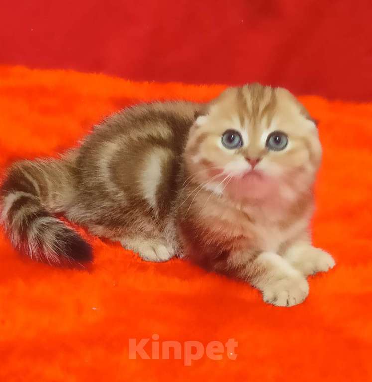 Кошки в Москве: вислоухий золотой мраморный котик Мальчик, 35 000 руб. - фото 3
