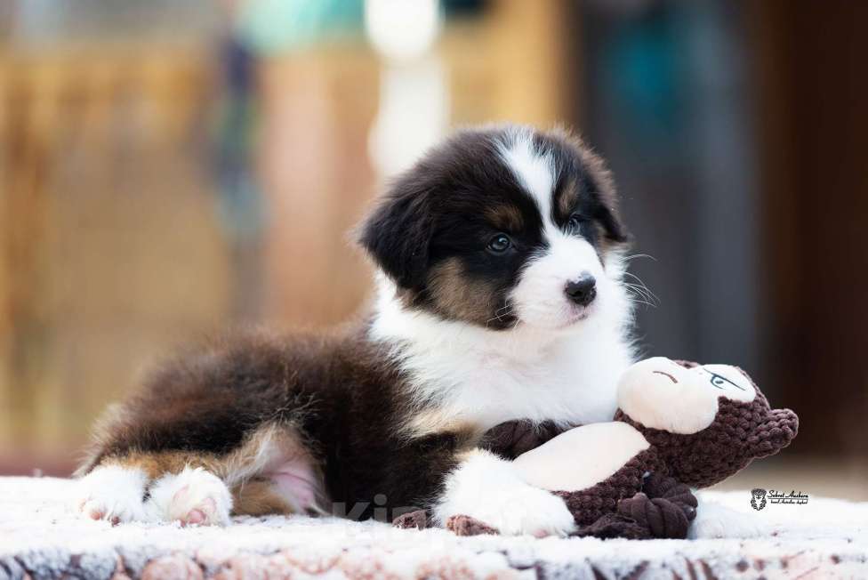 Собаки в Москве: Австралийская овчарка, щенок аусси Мальчик, 50 000 руб. - фото 3