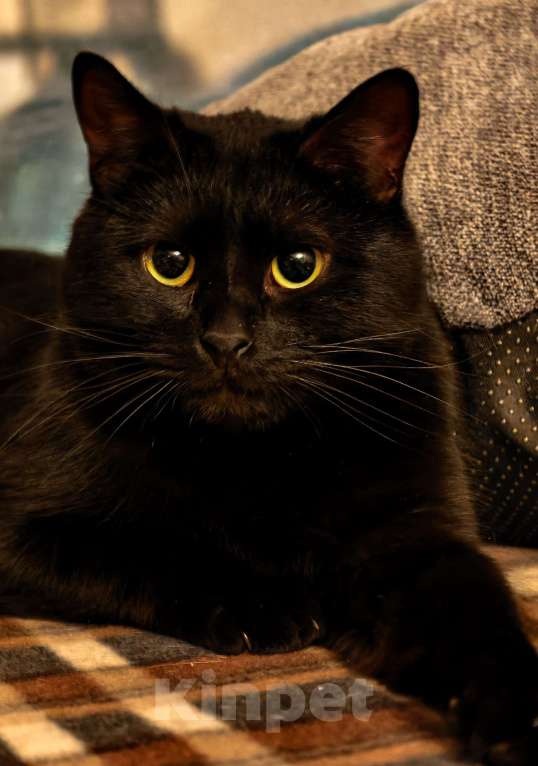 Кошки в Москве: Черный кот Ферми Мальчик, Бесплатно - фото 3