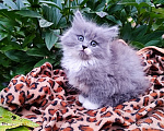 Кошки в Москве: Кошечка Лизонька  2 мес, от домашней сибирской кошки. Гарантированное здоровье и отличная порода. Девочка, 7 000 руб. - фото 1