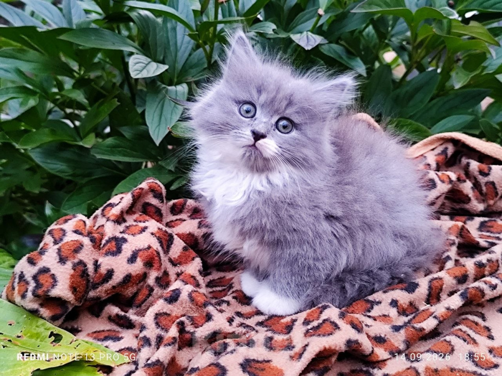 Кошки в Москве: Кошечка Лизонька  2 мес, от домашней сибирской кошки. Гарантированное здоровье и отличная порода. Девочка, 7 000 руб. - фото 1