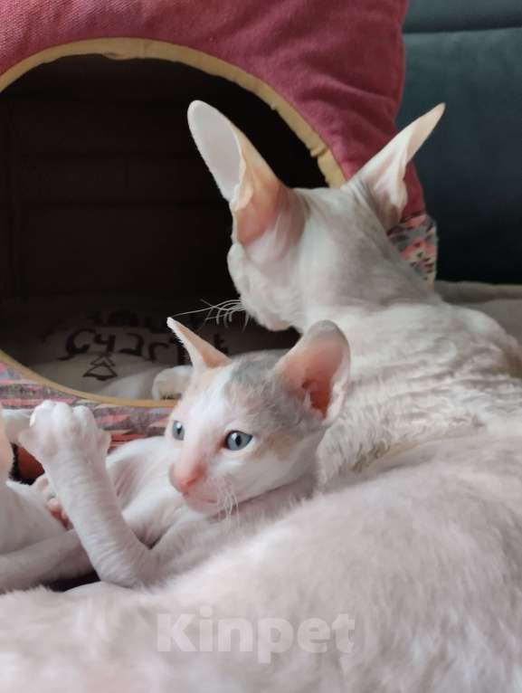 Кошки в Москве: Котенок Корниш Рекс Мальчик, Бесплатно - фото 5