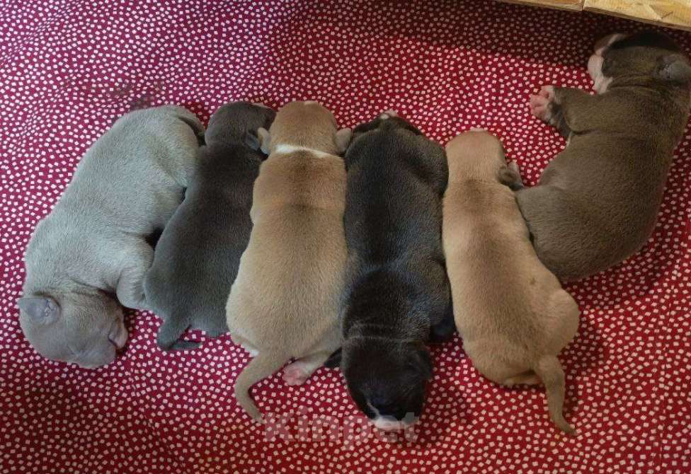 Собаки в Орске: Америкуанский булли в типе покет Мальчик, 100 000 руб. - фото 1