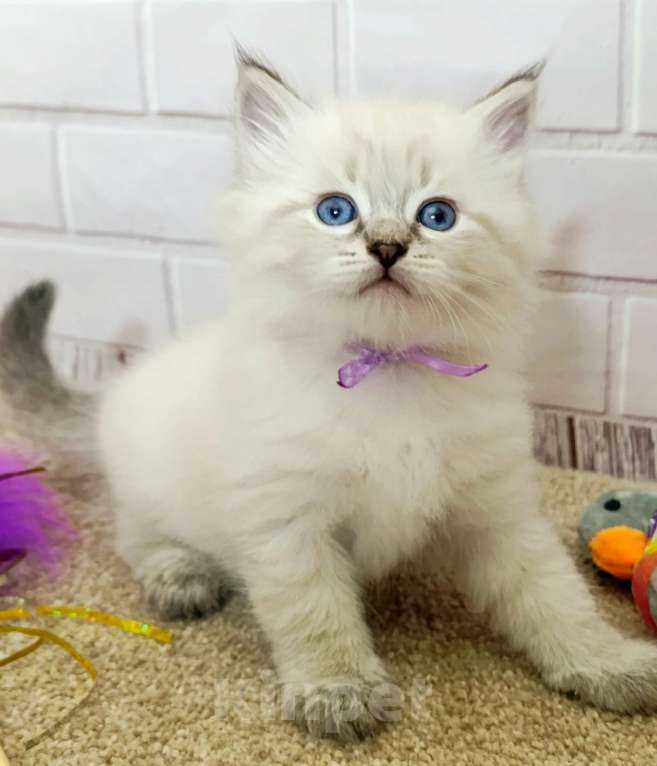 Кошки в других городах Ставропольского края: Котята невские маскарадные Мальчик, 40 000 руб. - фото 5