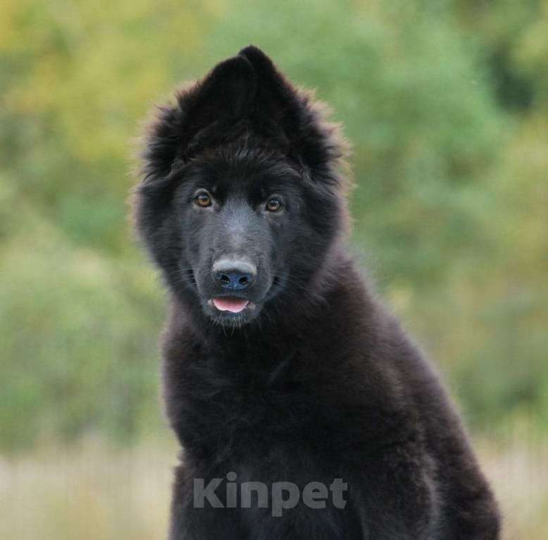 Собаки в Сергиеве Посаде: Немецкая Овчарка длинношерстна  Девочка, 80 000 руб. - фото 1