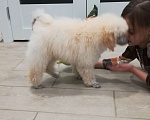 Собаки в Людиново: Малый белый пудель. Щенок. 3 мес.  Девочка, 25 000 руб. - фото 4
