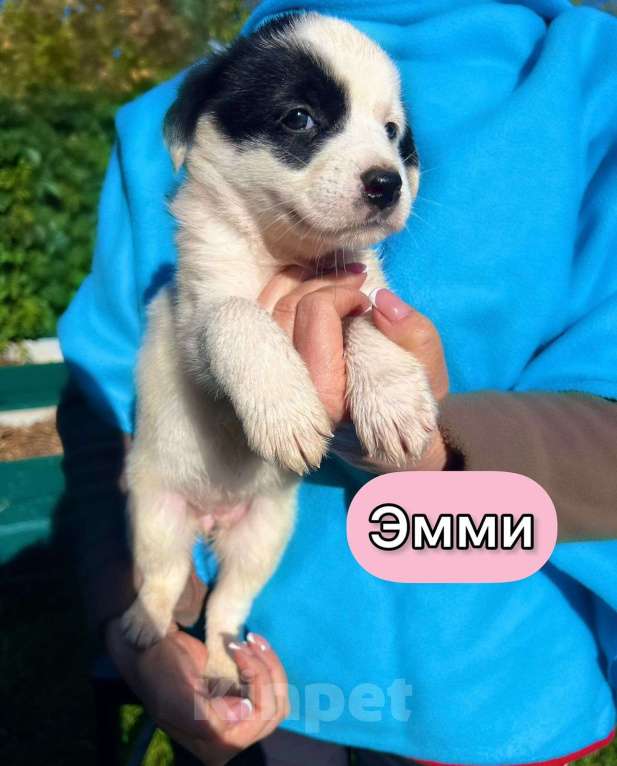 Собаки в Москве: Необыкновенной красоты щенки ищут свой дом Мальчик, 1 руб. - фото 9