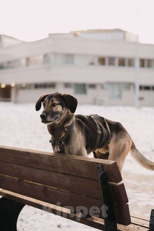 Собаки в Москве: Длиннолапый Хамфр в поиске семьи <3 Мальчик, Бесплатно - фото 3