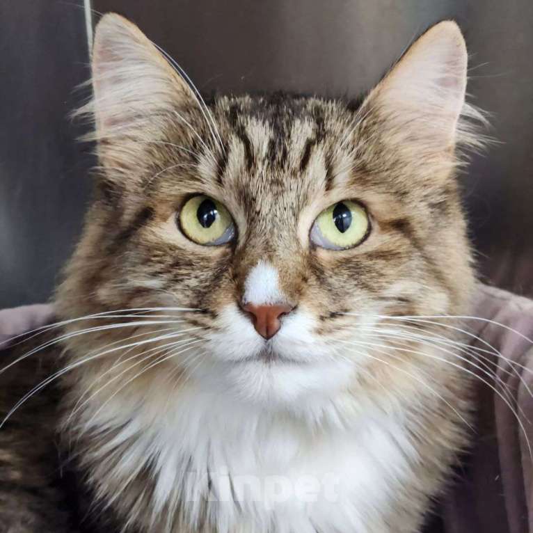 Кошки в Москве: Рыська два года живет в приюте  За это время к ней приезжал всего один человек.. Девочка, Бесплатно - фото 3