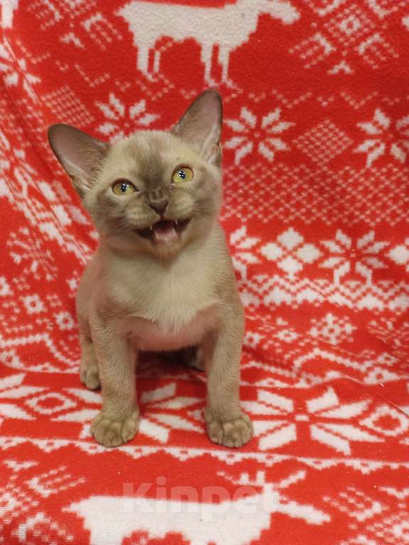 Кошки в Лыткарино: Котята бурма европейская мальчики и девочки Девочка, 25 000 руб. - фото 6