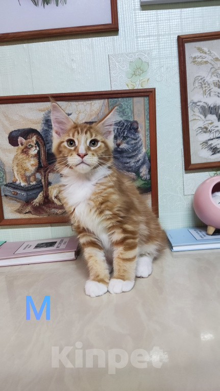 Кошки в Казани: Котята мейн-кун Разнополые, 25 000 руб. - фото 9