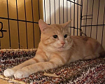 Кошки в Москве: Рыжий крупный мраморный кот Кекс в добрые руки Мальчик, Бесплатно - фото 2