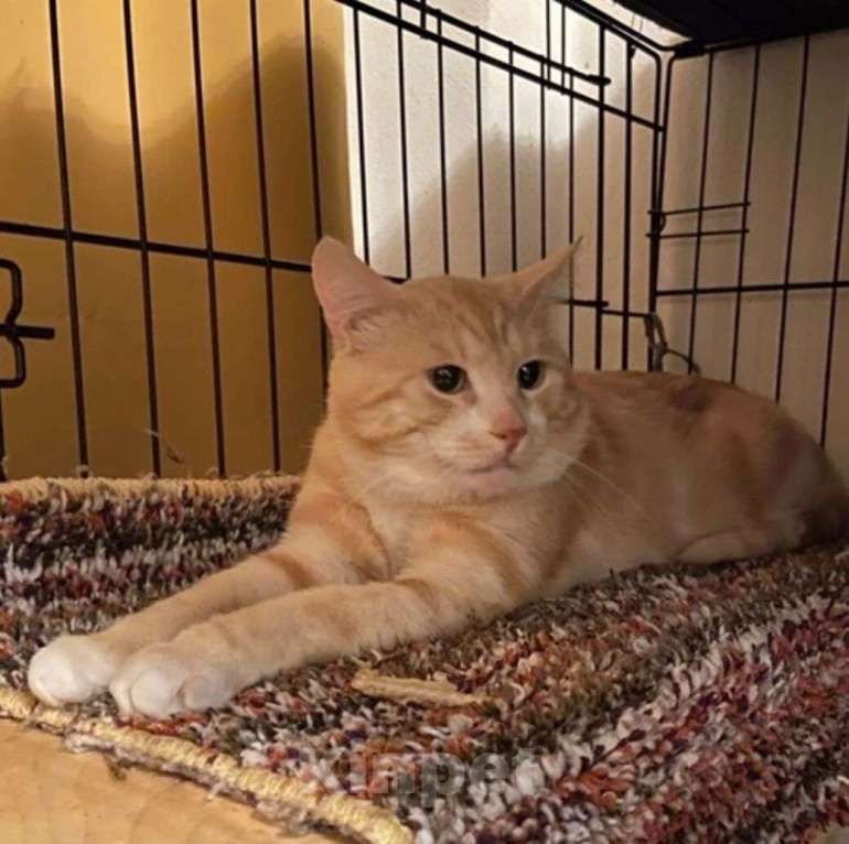 Кошки в Москве: Рыжий крупный мраморный кот Кекс в добрые руки Мальчик, Бесплатно - фото 2
