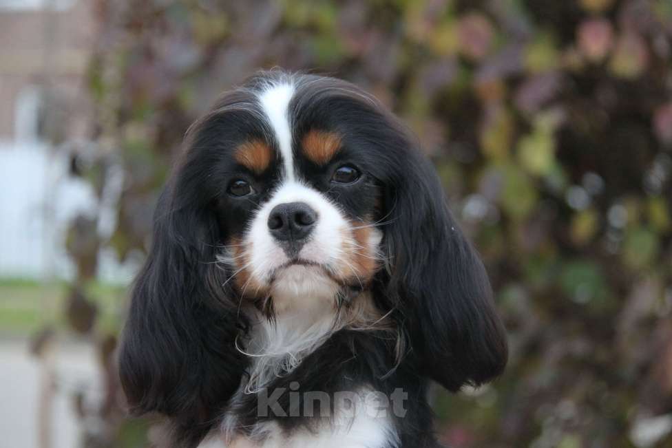 Собаки в Краснодаре: Кавалерчик  Мальчик, 50 000 руб. - фото 1