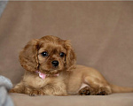 Собаки в Тарусе: Девочка Кавалер Кинг Чарльз спаниель Девочка, 110 000 руб. - фото 3