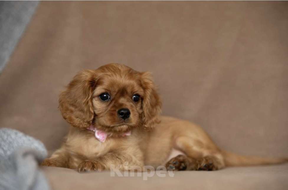 Собаки в Тарусе: Девочка Кавалер Кинг Чарльз спаниель Девочка, 110 000 руб. - фото 3