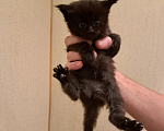 Кошки в Брянске: Котенок мейн-кун Девочка, 8 000 руб. - фото 1